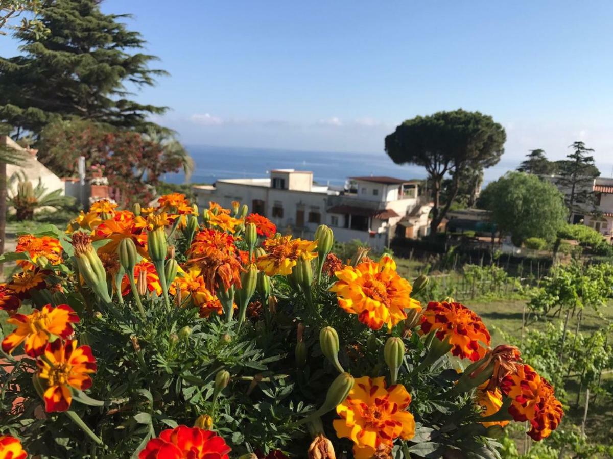 Villa Araucaria Casamicciola Terme Dış mekan fotoğraf